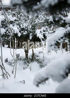 Sedge in the snow with iron border Stock Photo