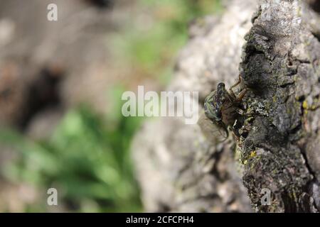 A mature cicada bug, Cicadoidea, Neotibicen linnei, climbing a tree in the meadow. Stock Photo
