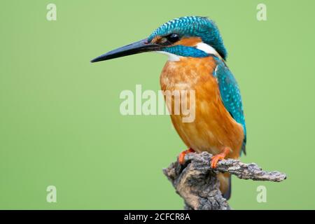 Closeup Kingfisher with orange feathers on chest and blue feathers on head and back sitting on branch isolated on green background Stock Photo