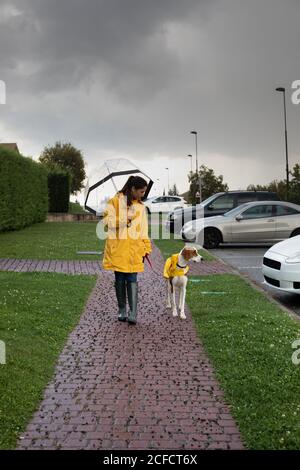 English Pointer Umbrella English Pointer Umbrella
