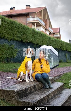 English Pointer Umbrella English Pointer Umbrella