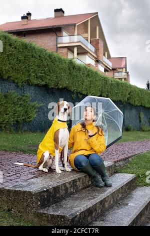 English Pointer Umbrella English Pointer Umbrella