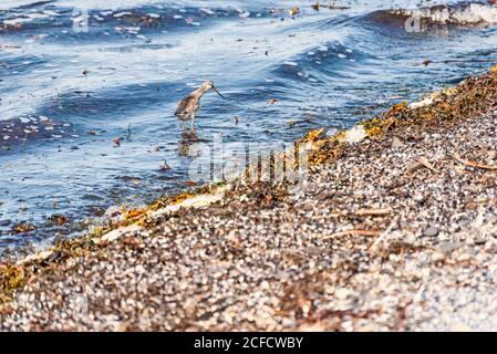 little sandpiper wades through the sea in search of food. Stock Photo