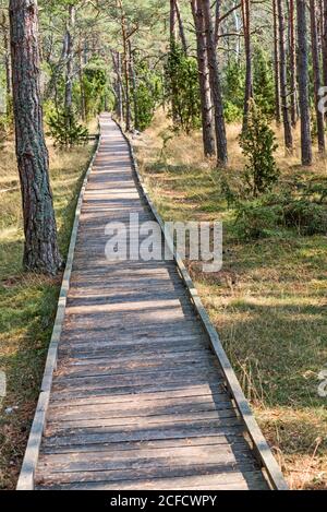 A straight wooden plank path leads through a pine forest. Stock Photo