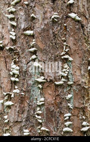scots pine tree bark background Stock Photo - Alamy
