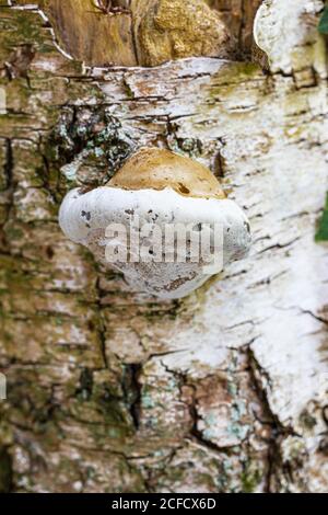 Birch Porling, Piptoporus betulinus, on tree trunk Stock Photo