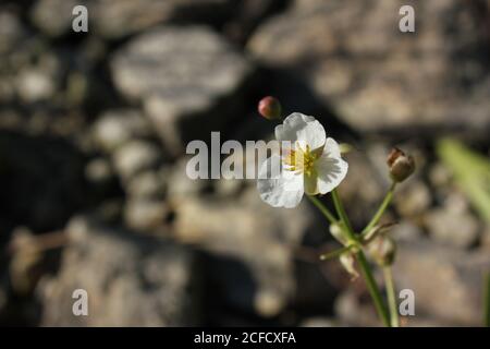 Common Arrowhead, Arrowleaf, Burhead, Wapato, Duck-potato, Broadleaf Arrowhead, wildflowers. Stock Photo