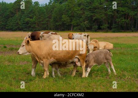 Cow with calf during suckling Stock Photo