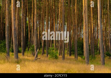 forest in the summer, soil covered with wild grass Stock Photo