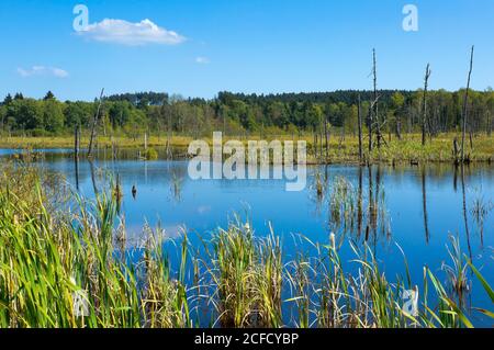 Germany, Baden-Württemberg, Villingen Schwenningen, Neckar origin in the Schwenninger Moos nature reserve Stock Photo