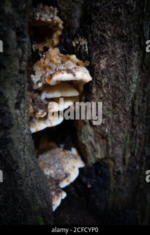 Bracket fungi growing from a deep crevice in the rough textured bark of an old tree trunk in a forest Stock Photo