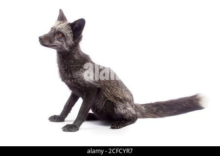 Black fox isolated on white background Stock Photo