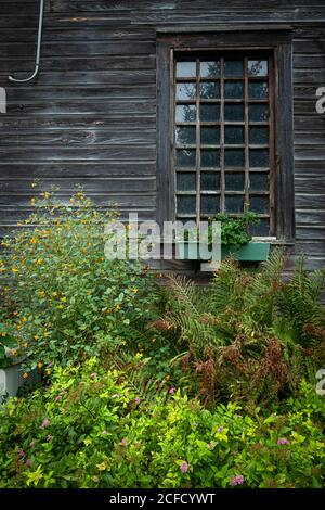 Green growing plants and vegetation are growing near a barn window Stock Photo