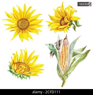 Set of vector watercolor painted sunflowers and corn, isolated on white background. Stock Vector