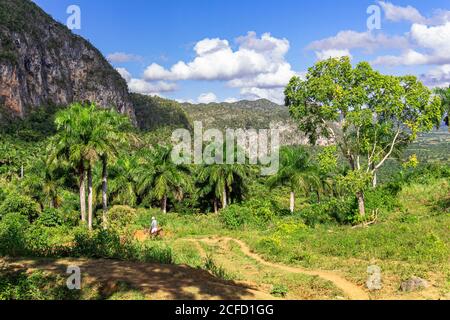 View from the 'Los Aquaticos' viewpoint over the Vinales valley ('Valle de Vinales'), Pinar del Rio province, Cuba
