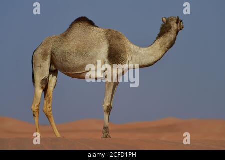 Arabian Camel (dromedary) exhibiting the sheer size and capabilities of ...