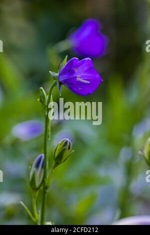 Triteleia laxa 'Koningin Fabiola' Stock Photo