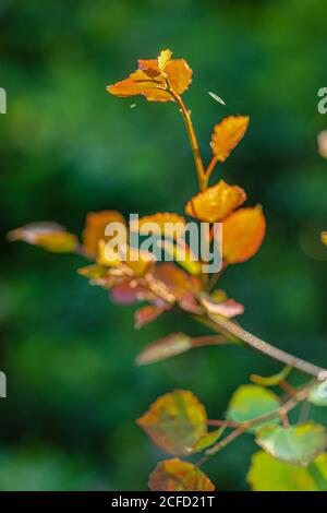 Plant detail, leaves in spring Stock Photo