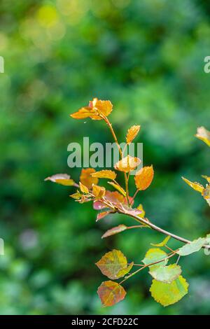 Plant detail, leaves in spring Stock Photo