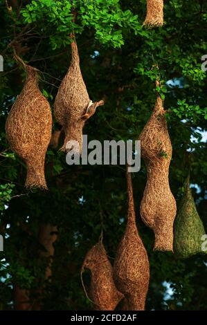 A colony of Baya Weaver and Streaked Weaver on the branches of wild trees, a Baya Weaver is building elegant nests, rain season. Stock Photo