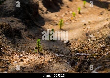 young, newly planted pine trees in the forest in Germany Stock Photo