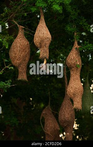 A colony of Baya Weaver and Streaked Weaver on the branches of wild trees, a Baya Weaver is building elegant nests, rain season. Stock Photo