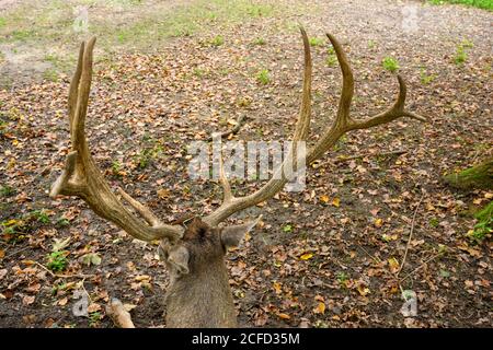 Germany, Baden-Wuerttemberg, Karlsruhe, deer (white-lipped deer, Cervus albirostris) in the Oberwald. Stock Photo