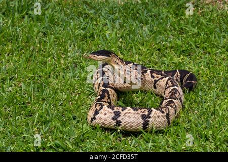 Black-headed bushmaster, Lachesis melanocephala is the largest poisonous snake in Costa Rica and endemic to the country, found only in the southern pa Stock Photo