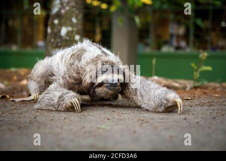 Three-toed sloth in Costa Rica. Mammal, lazy.