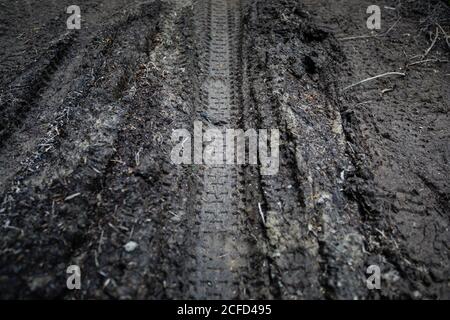 Bicycle tracks in the mud, Woodland Walk Recreation Reserve, Hanmer Springs 7334 Stock Photo