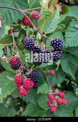 Ripe blackberries (Rubus fruticosus) on the branch Stock Photo