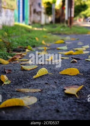 Dry yellow and orange leaves on the cracked ground. Grungy arid land texture. Drought land. Grey cracked ground surface. Autumn leaves on the ground. Stock Photo