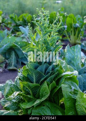Salad (Lactuca sativa) shot into the flower Stock Photo