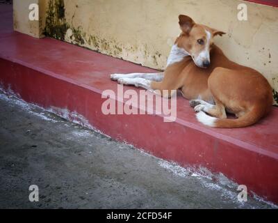 Bokeh shot of small and cute little dog sitting on the ground with selective focus. Little puppy is sleeping on the streets of varanasi in India. Stock Photo