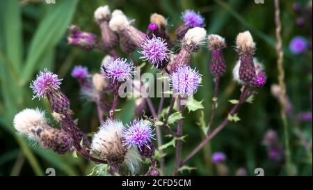 Common thistle at Coursan in spring. National flower of Scotland. Stock Photo