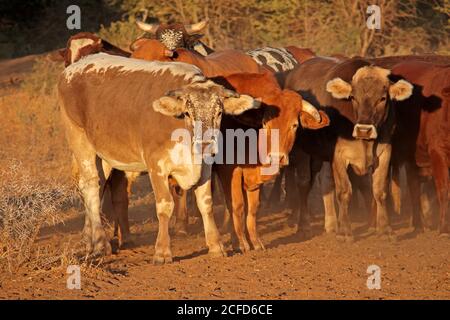 Small herd of free-range cattle on a rural farm of Northern Namibia Stock Photo