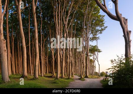 Sunset in the ghost forest near Nienhagen on the Baltic Sea. Stock Photo