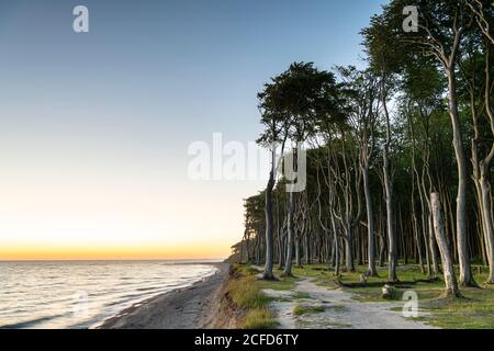 Sunset in the ghost forest near Nienhagen on the Baltic Sea. Stock Photo