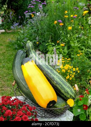 Zucchini harvest in a basket - striped 'Coucouzelle', two-tone yellow-green 'Zephyr' Stock Photo