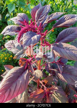 Vegetable Amaranth - Red-leaved foxtail (Amaranthus) grows in the garden Stock Photo