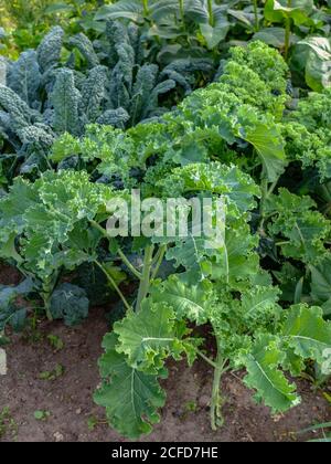 Kale (Brassica oleracea var. Sabellica) with palm cabbage in the vegetable patch Stock Photo