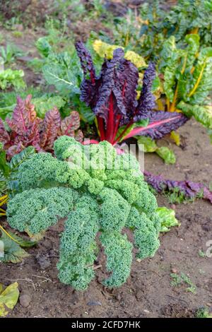 Kale (Brassica oleracea var. Sabellica) in mixed culture with Swiss chard (against leaf blotch disease) in the autumnal bed Stock Photo