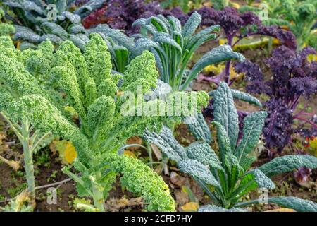 Kale (Brassica oleracea var. Sabellica) with palm cabbage and purple kale in the autumnal bed Stock Photo