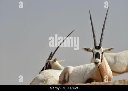 Arabian Oryx (Oryx leucoryx) resting in the desert in the Al Marmoom Desert Conservation Reserve, United Arab Emirates Stock Photo