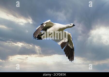 Male Upland Goose (Chloephaga picta) flying against the sky, Grave Cove, West Falkland Island, Falkland Islands, British Overseas Territory Stock Photo