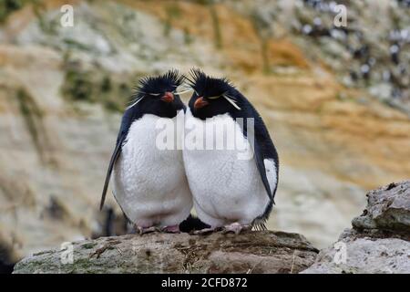 Couple of Southern Rockhopper penguins (Eudyptes chrysocome), New Island, Falkland Islands, British Overseas Territory Stock Photo