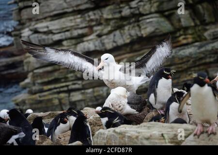 Black-browed Albatross (Thalassarche melanophris) in the middle of agressive Southern Rockhopper penguins (Eudyptes chrysocome), New Island, Falkland Stock Photo
