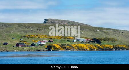 Coastline and New Island coastal settlement, Falkland Islands, British Overseas Territory Stock Photo