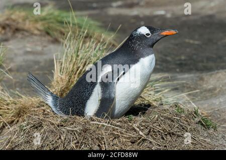 Nesting Gentoo penguin (Pygoscelis papua), Grave Cove, West Falkland Island, Falkland Islands, British Overseas Territory Stock Photo