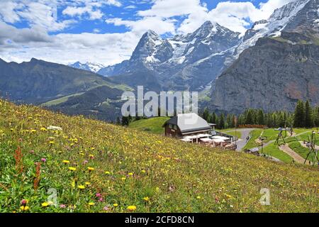 Blossoming mountain meadow and mountain inn Almendhubel in front of the Eiger and Moench, Muerren, Jungfrau region, Bernese Alps, Bernese Oberland Stock Photo